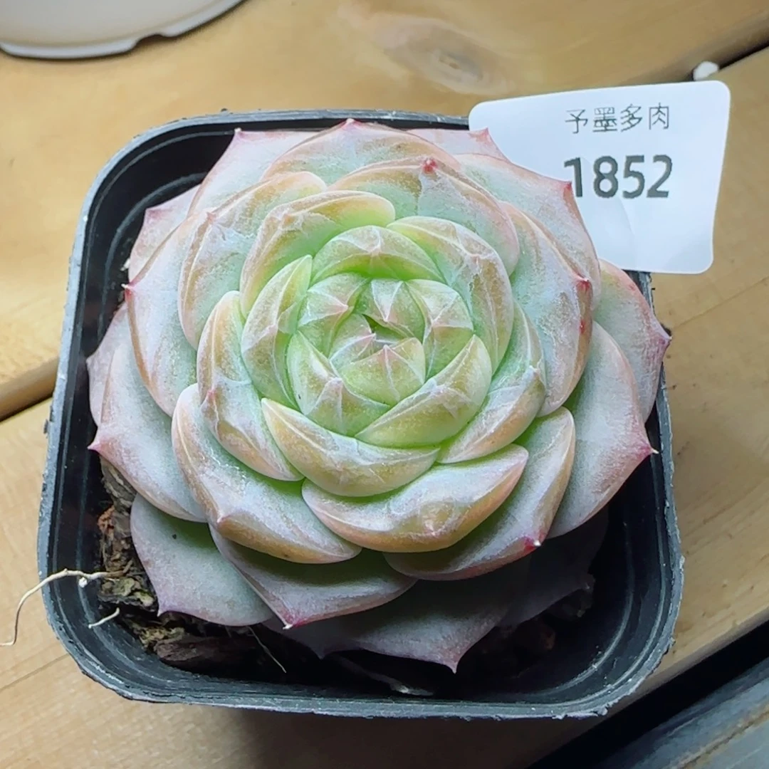 孤品，1852多肉植物