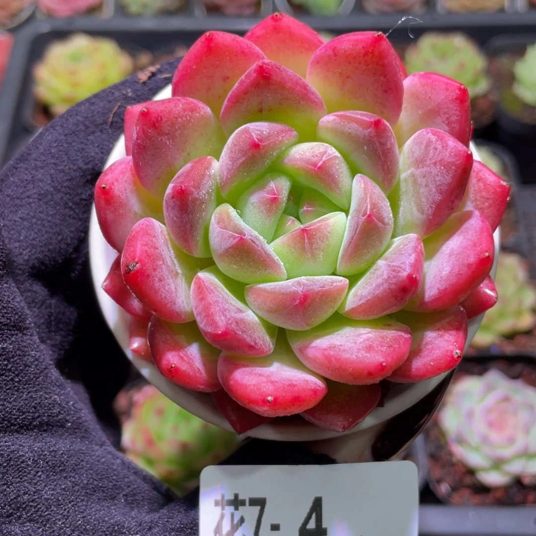 花利美7-4新品单头