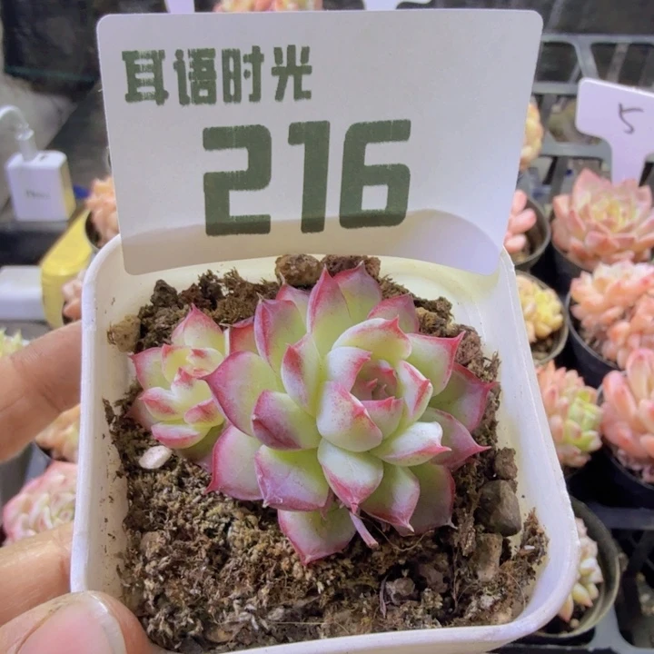 216.qqqwwwwwwwww