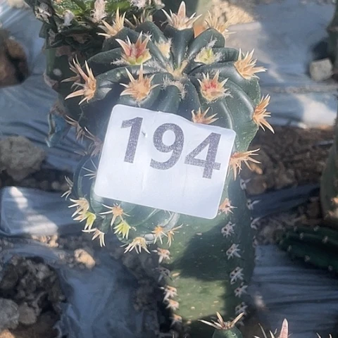 u***i194号武藏凌波