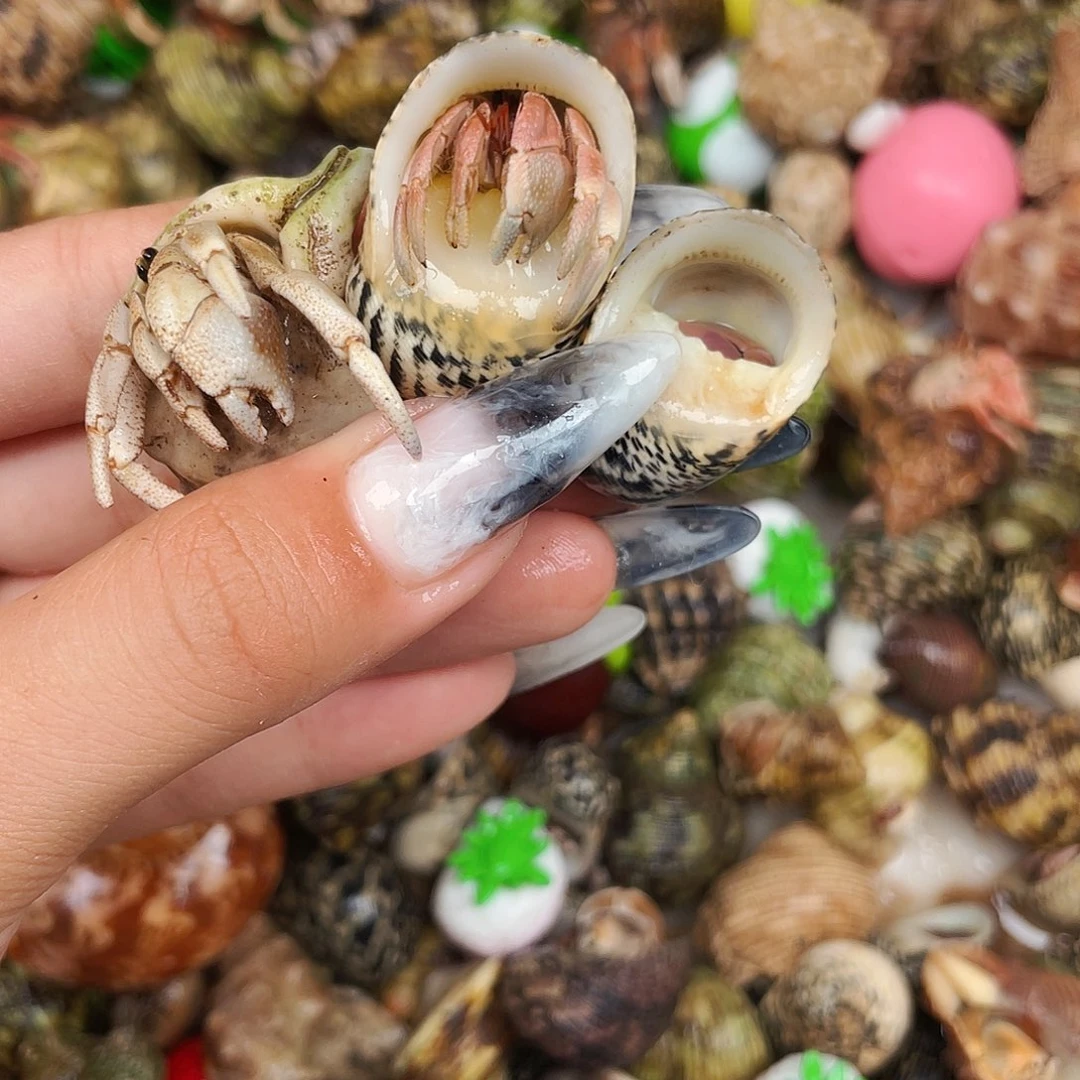 寄居蟹寄居蟹7929