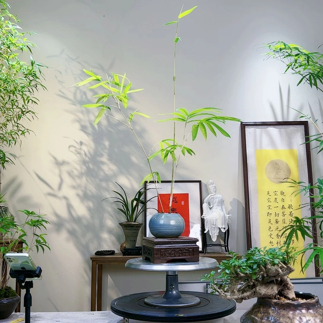 唯*独老桩精品竹盆景