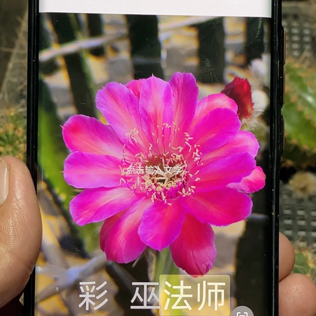 彩草 法师 侧芽 歪 满20包邮5公分