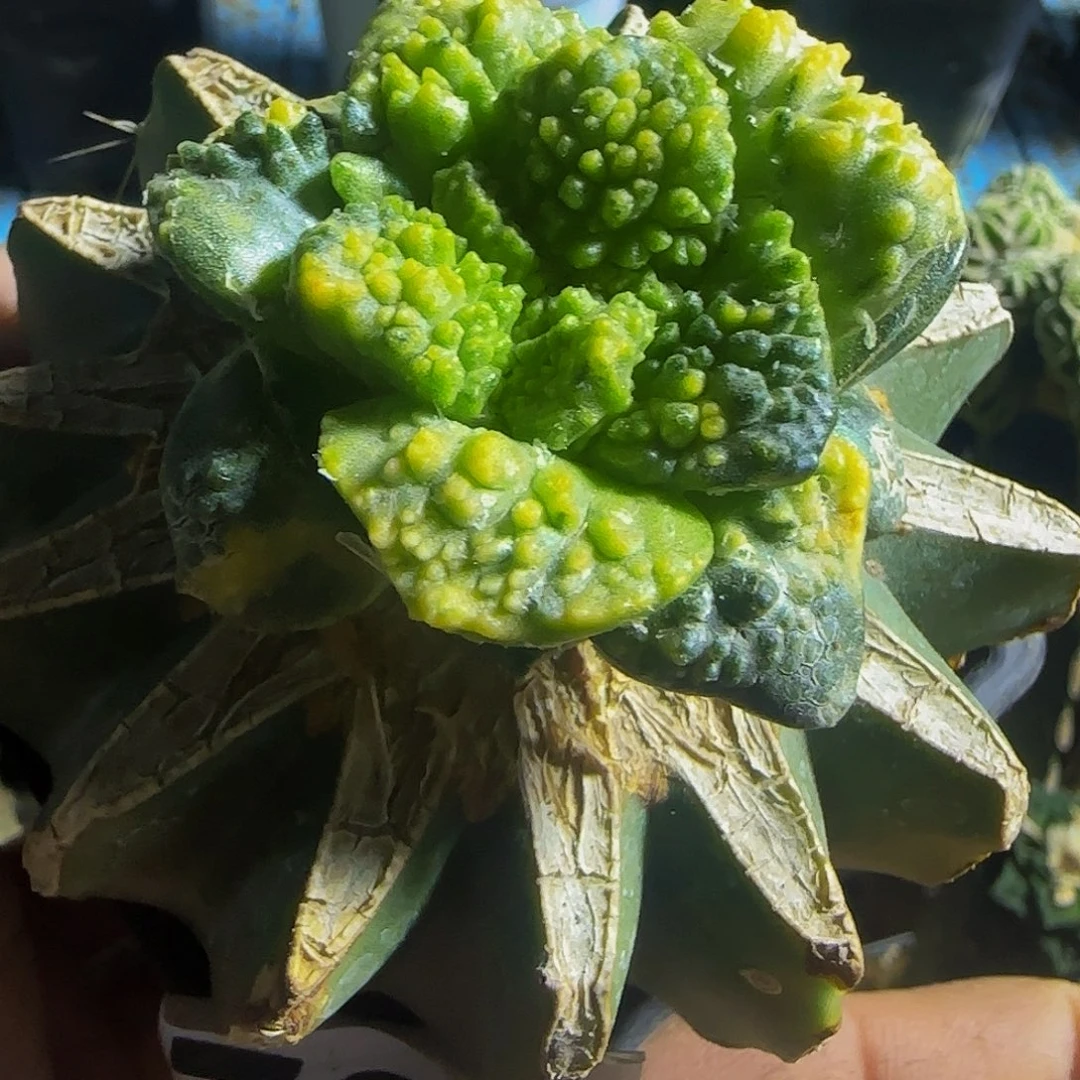 雪***使牡丹锦082仙人球开花