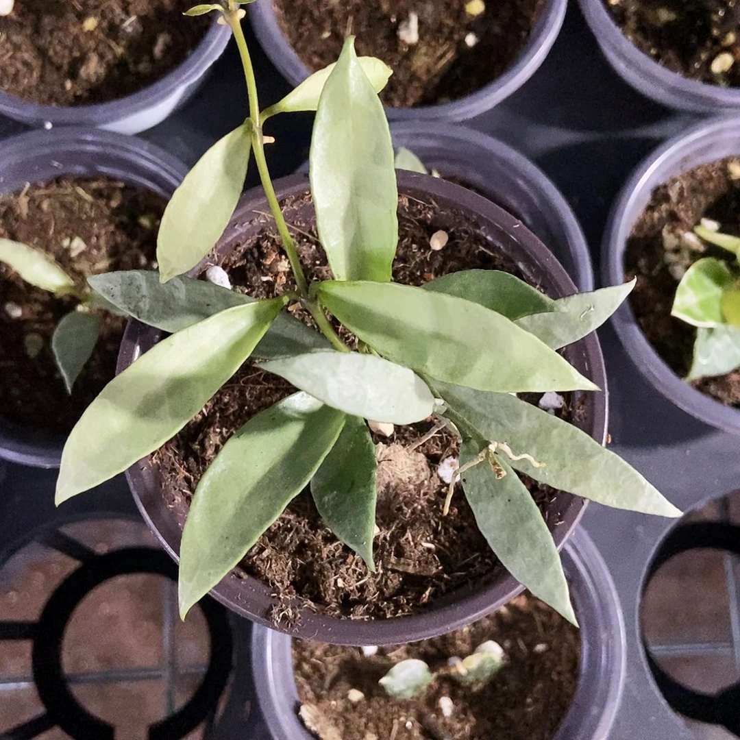 完全开放全银长叶裂瓣35