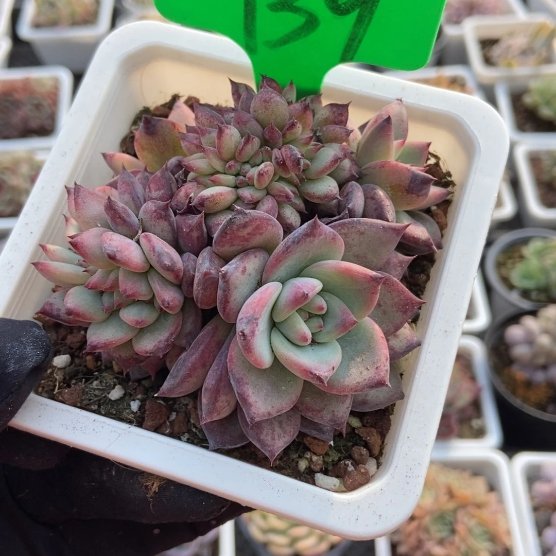 939拉糖缀多肉植物