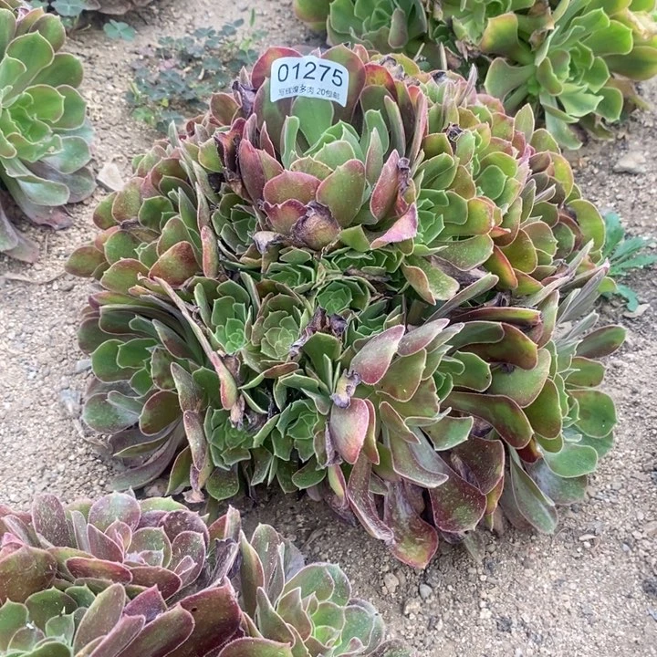 01275香妃多肉植物