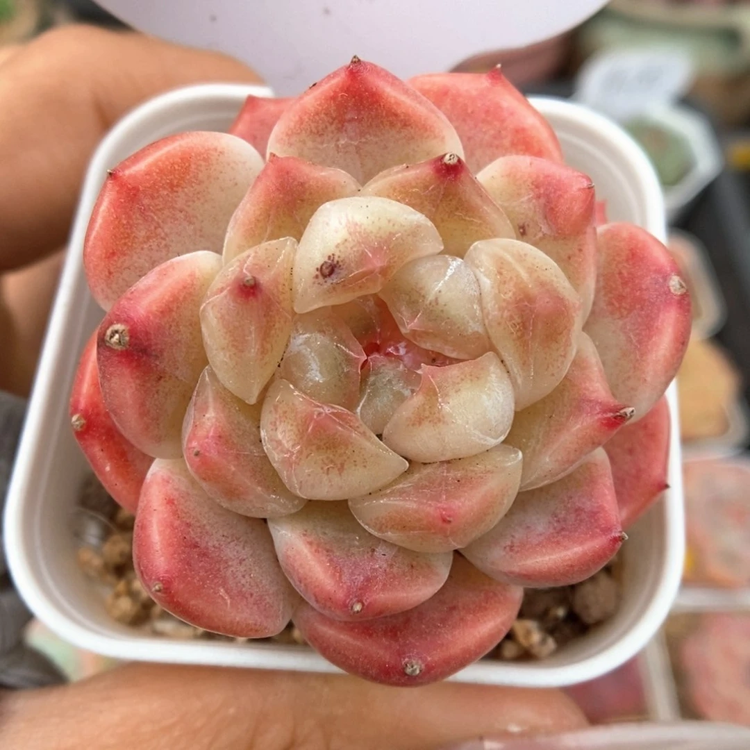 糖心冰魄可拍361号。