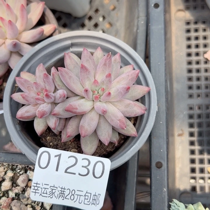 幸运颜色白色的小