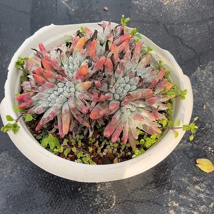 小鹿多肉一物一拍