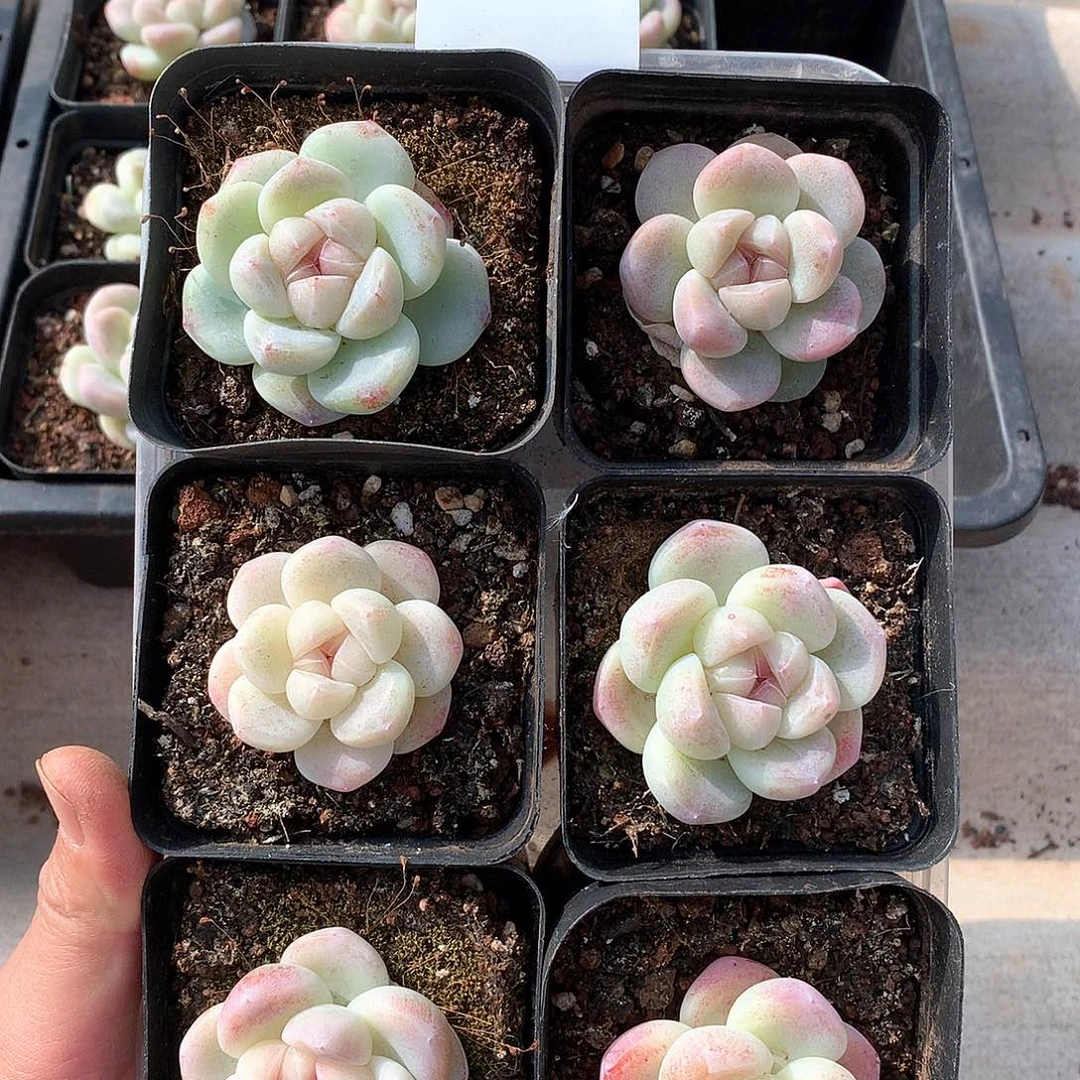 6颗单头冰玉，2号