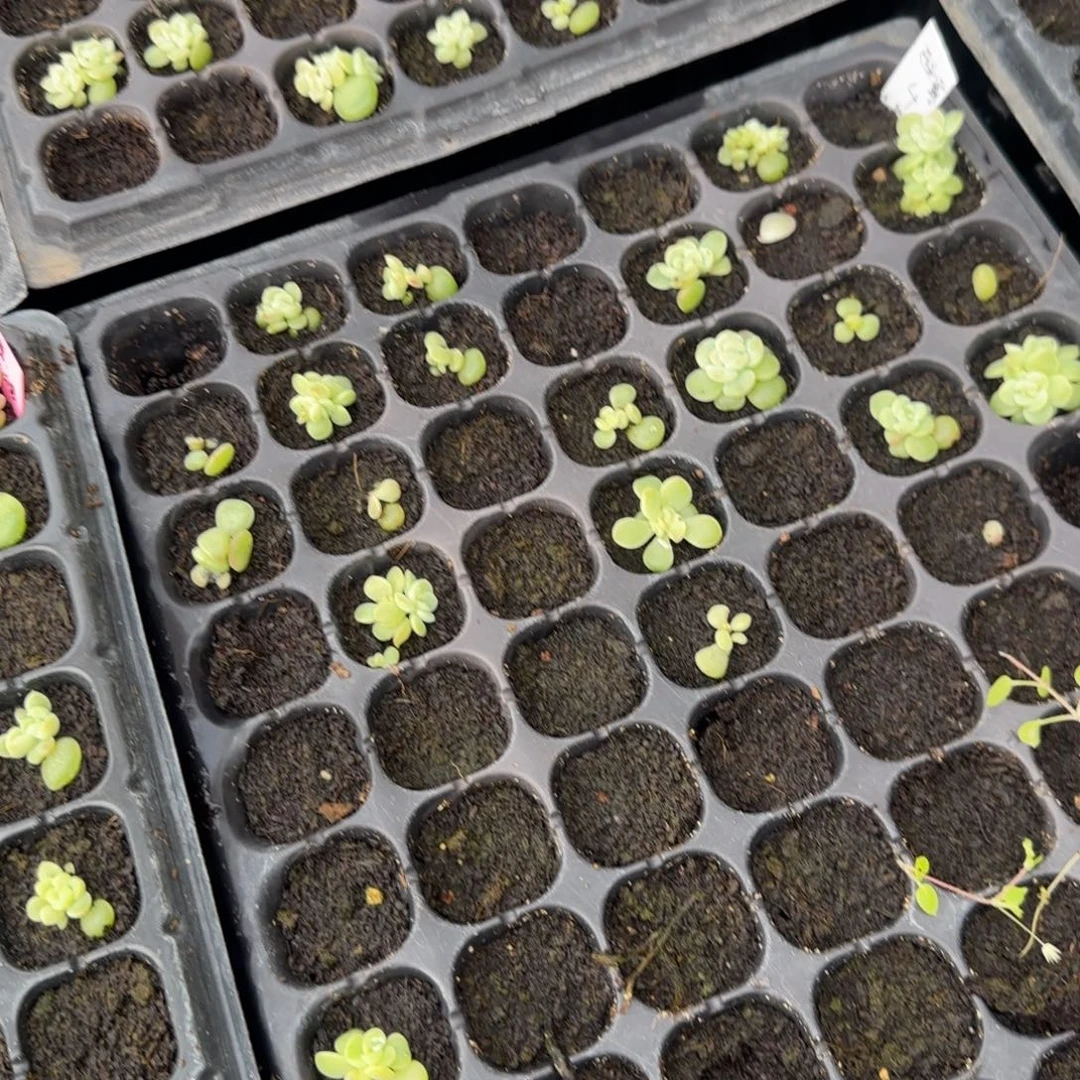 西米露4 号1个穴满25包邮