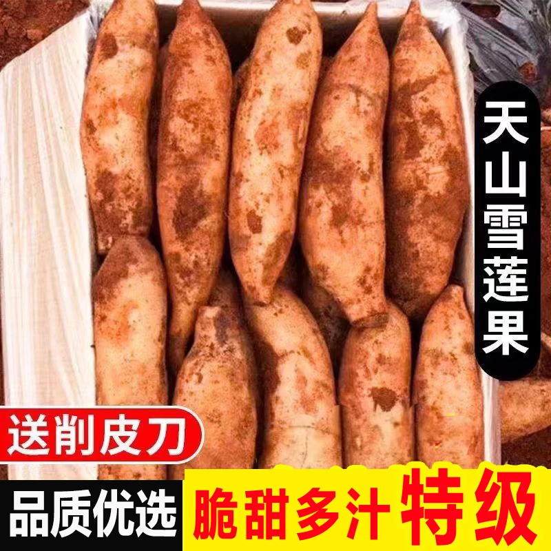 现挖】云南天山雪莲果应当季新鲜水果黄心肉脆甜多汁产地直发批发