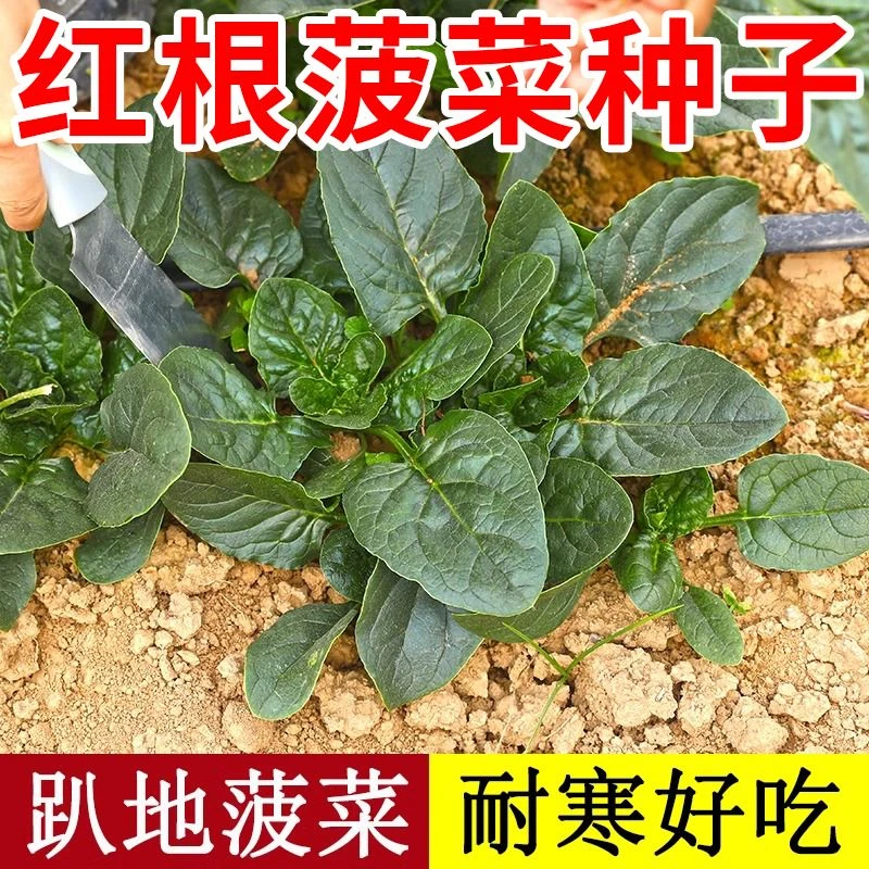 趴地菠菜种子耐热耐寒四季可种适合阳台花盆种植的蔬菜种子