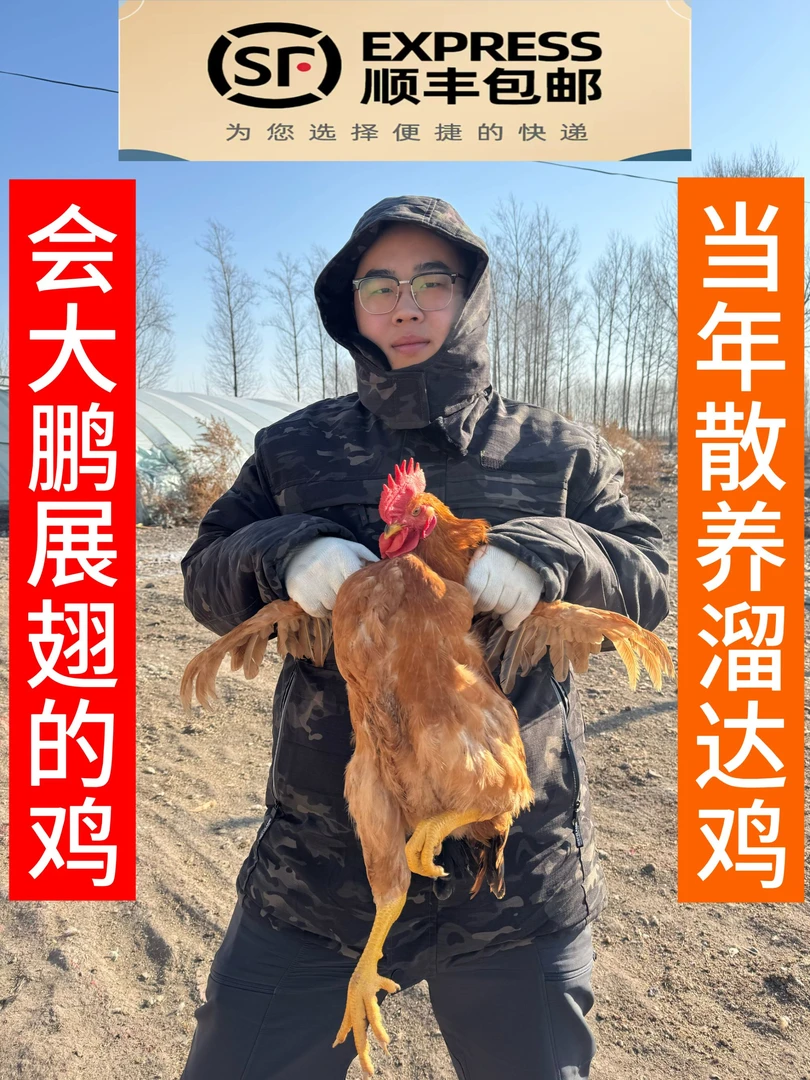 东北散养溜达大公鸡（黄爪）不支持快递拦截