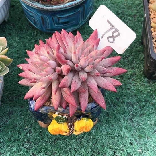 虞美人78号码牌子的话题了