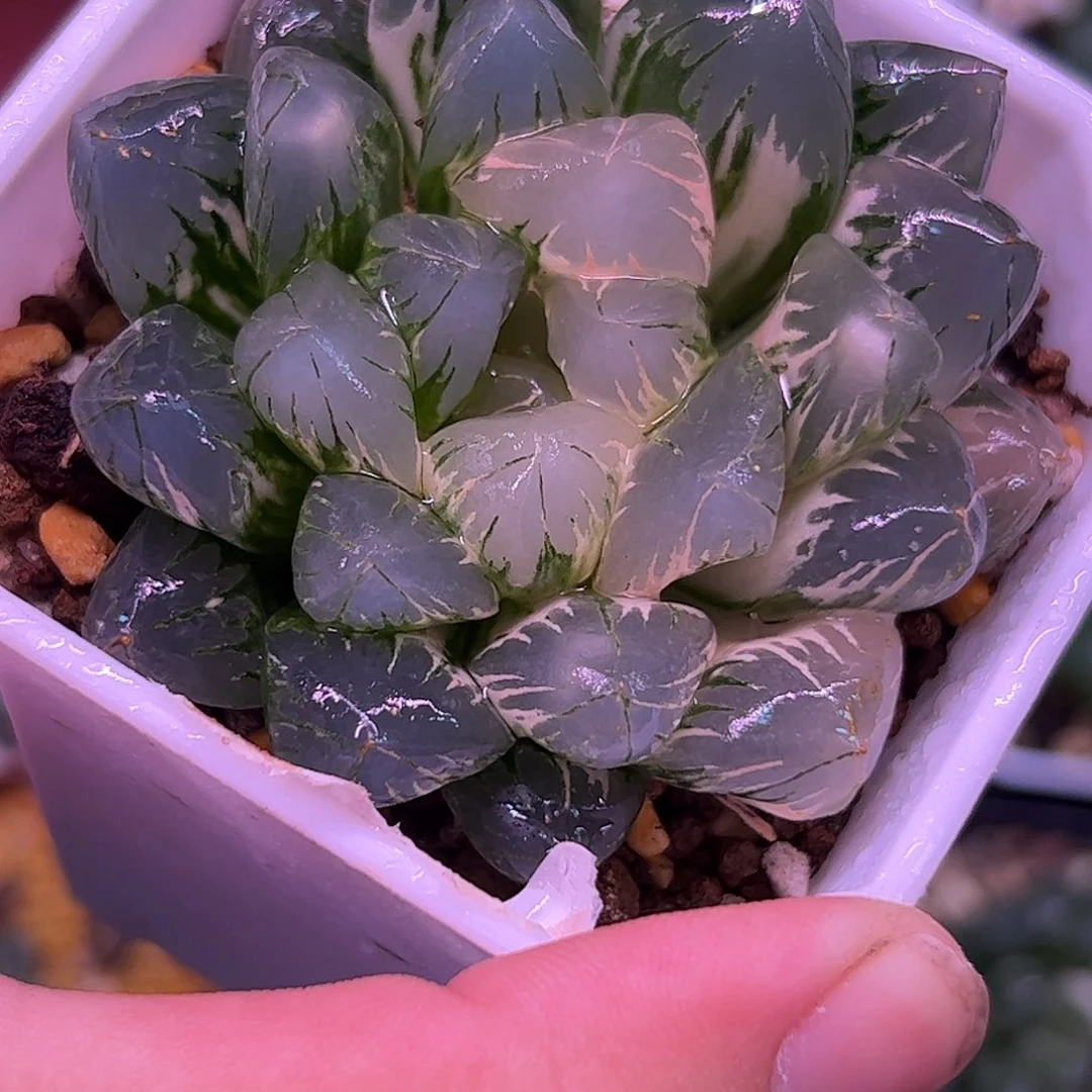 北极之光锦十二卷多肉植物