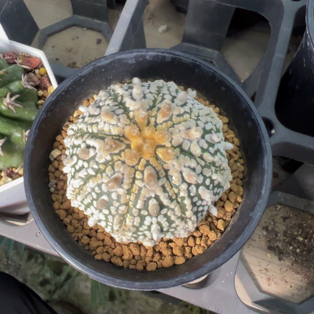 实生根超兜多肉植物带盆土