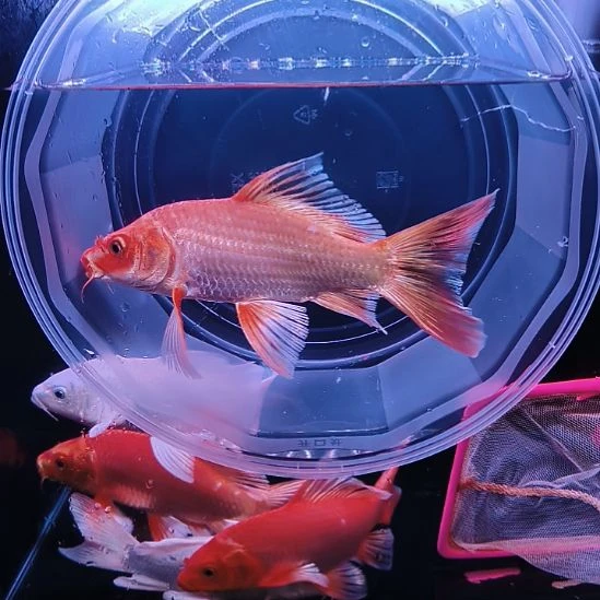 海水鱼红色普身蝴蝶鲤