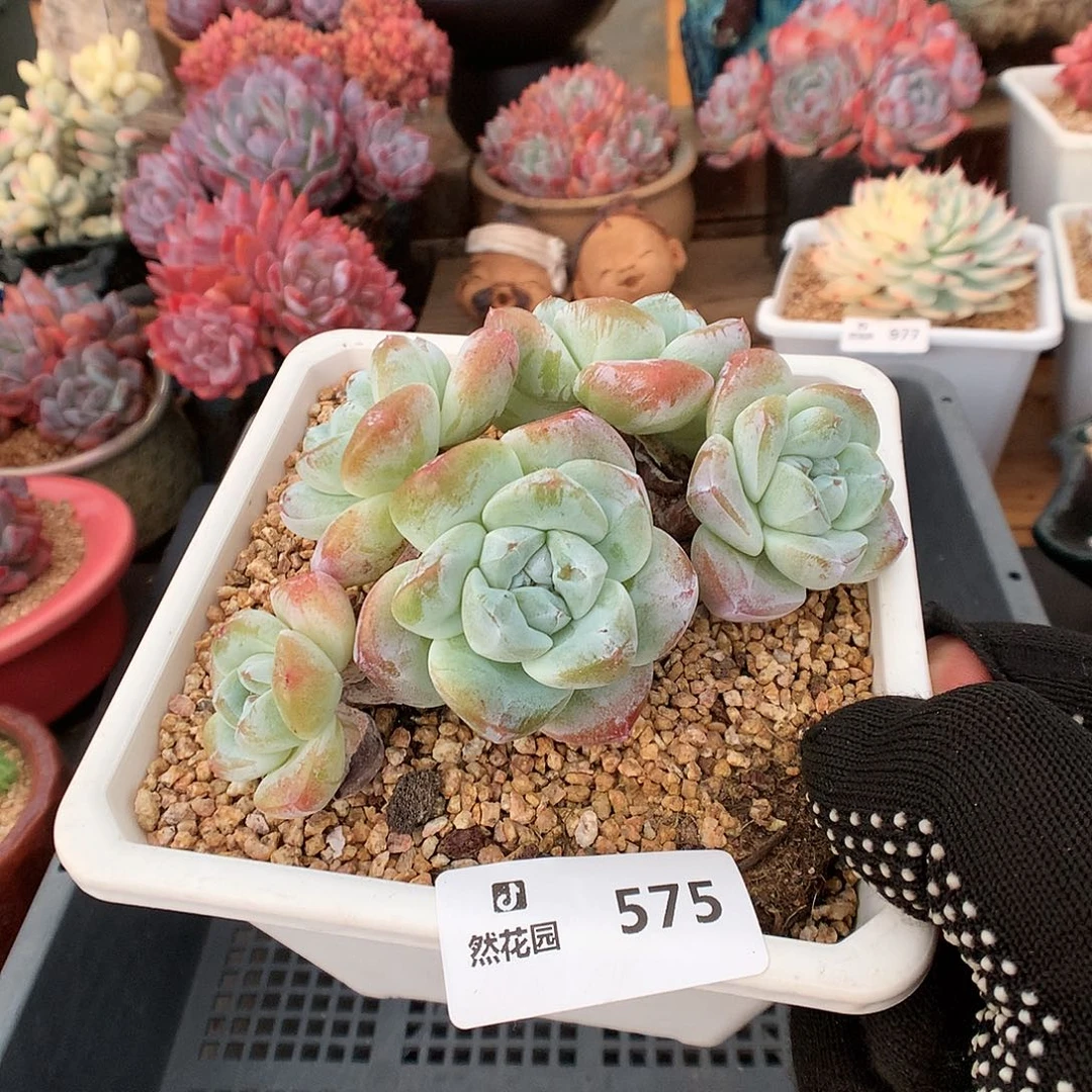 半****575冰玉多肉植物66666