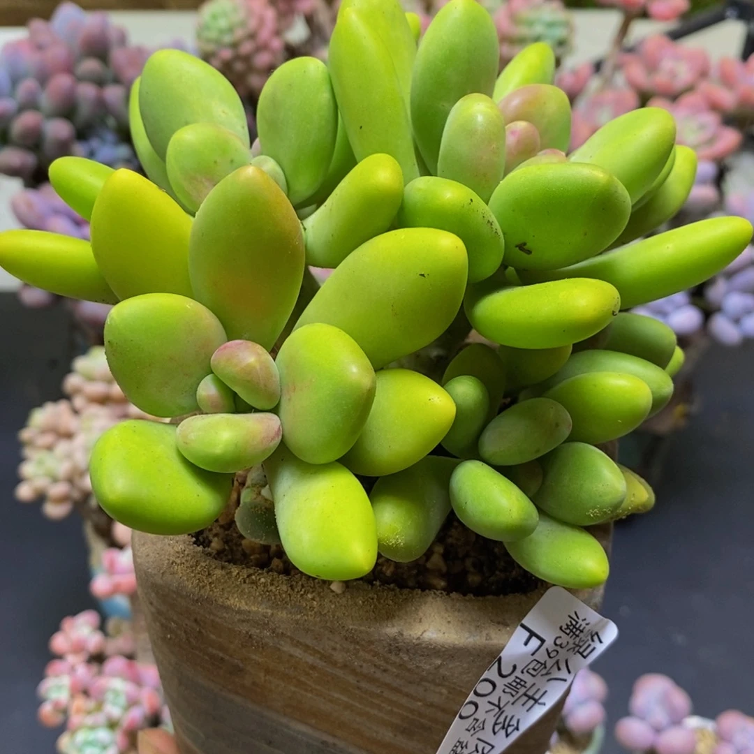 200芒果奶12cm多肉