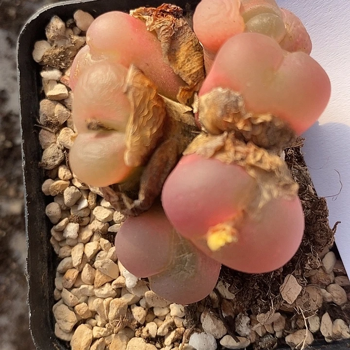 1962粉色多头一群。