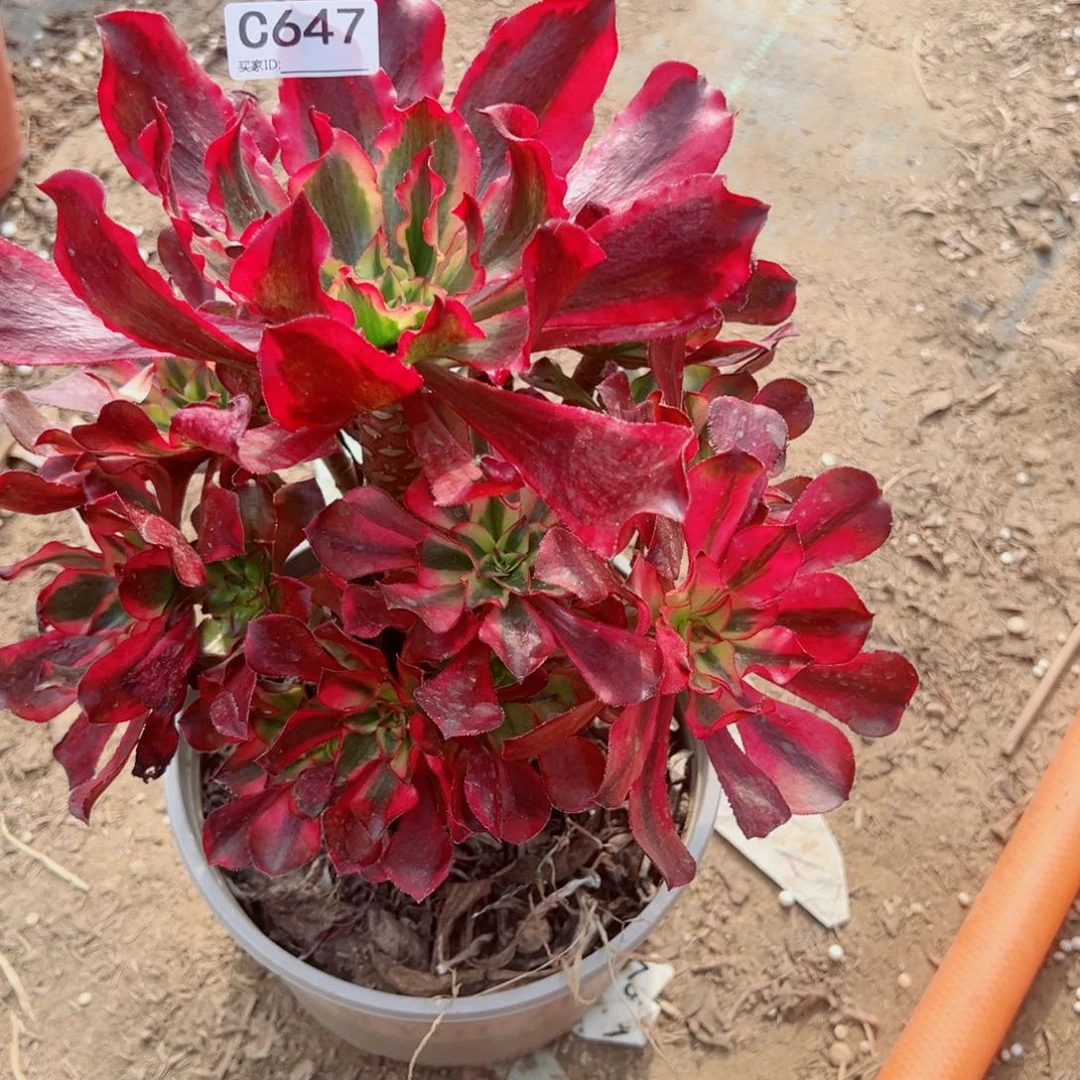 647魅影多肉植物法师多肉