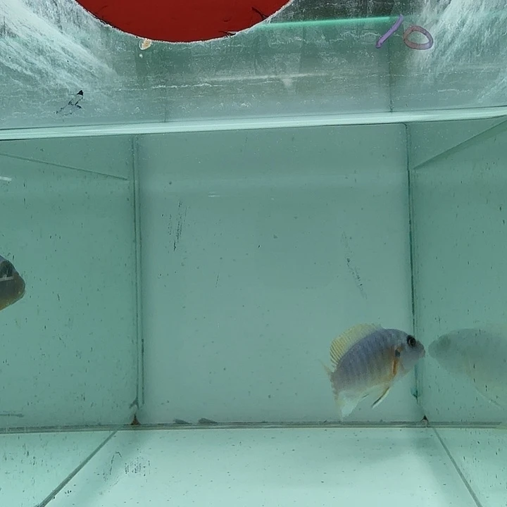 海水146号野生卡丑