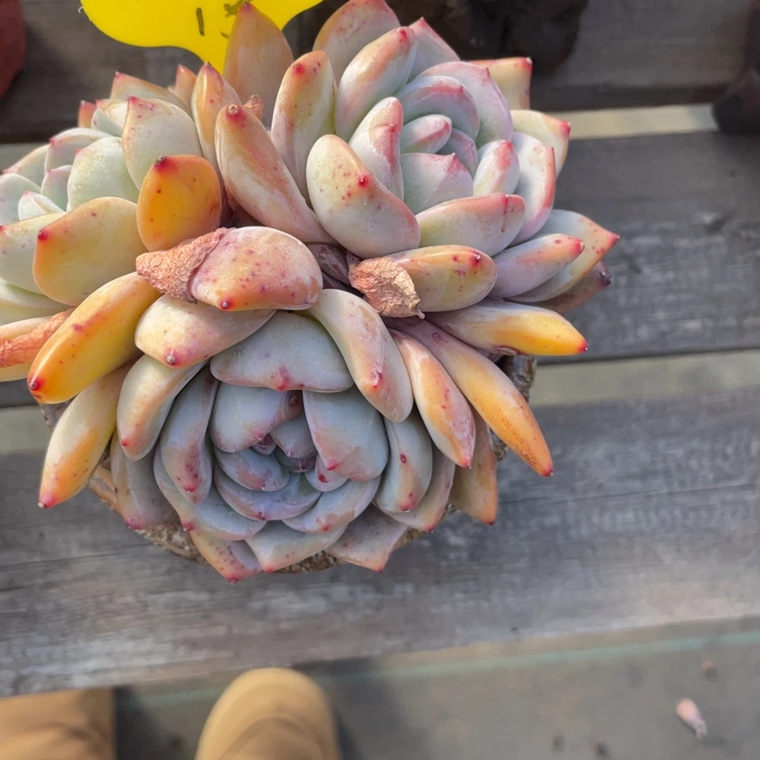 九**五星影三头一个15