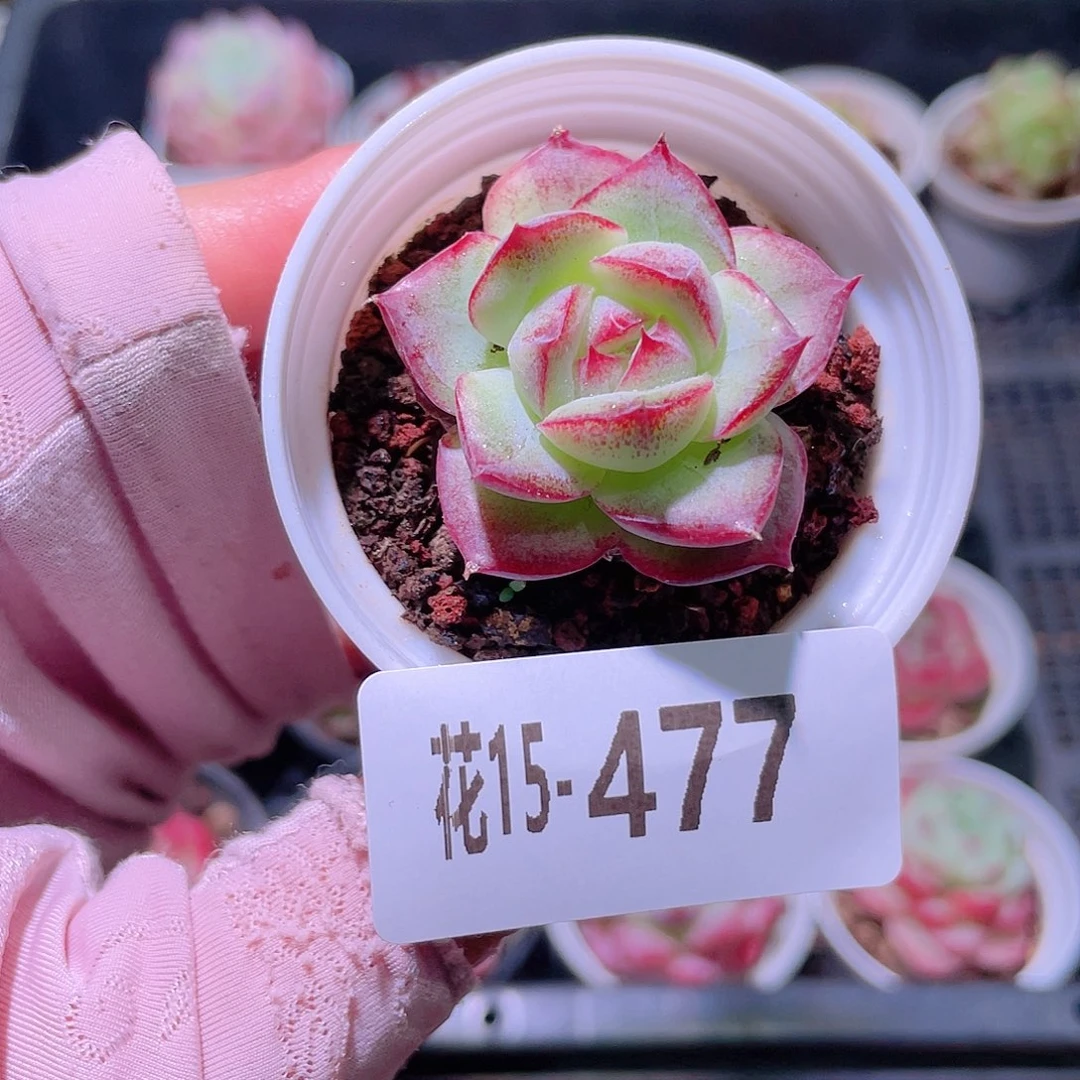 花利美15-477女王玫瑰