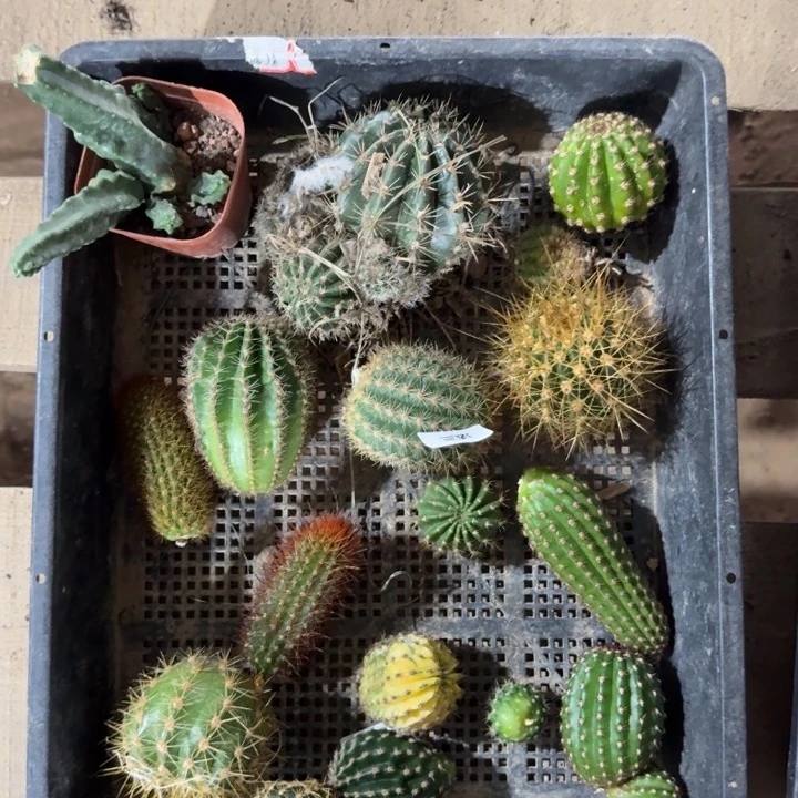 243筐拍无售后无根侧牙斑小，20包邮