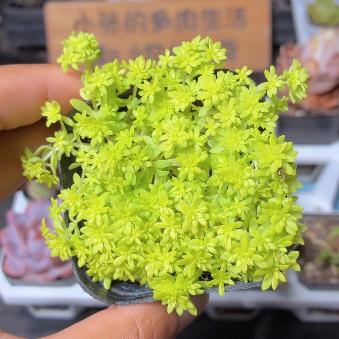 黄金草多肉9.9包邮发货