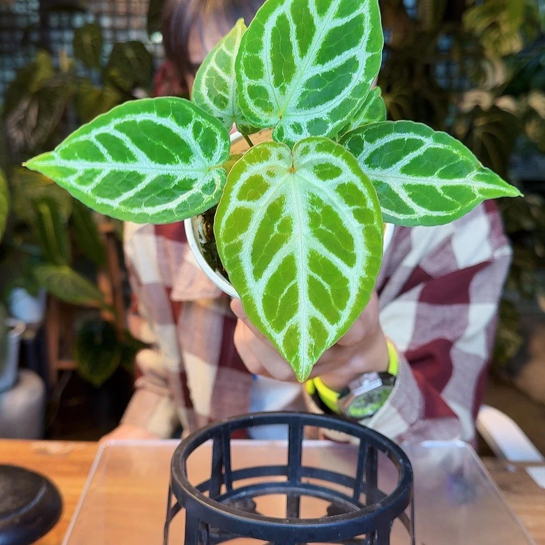 完全开放L79超级银杂撕裂纹