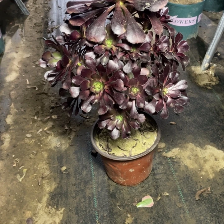 1圆叶黑法师多肉植物多肉