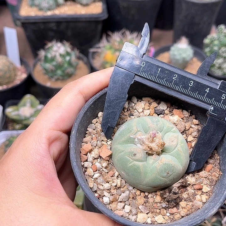 无花朵白肌海鲜实生