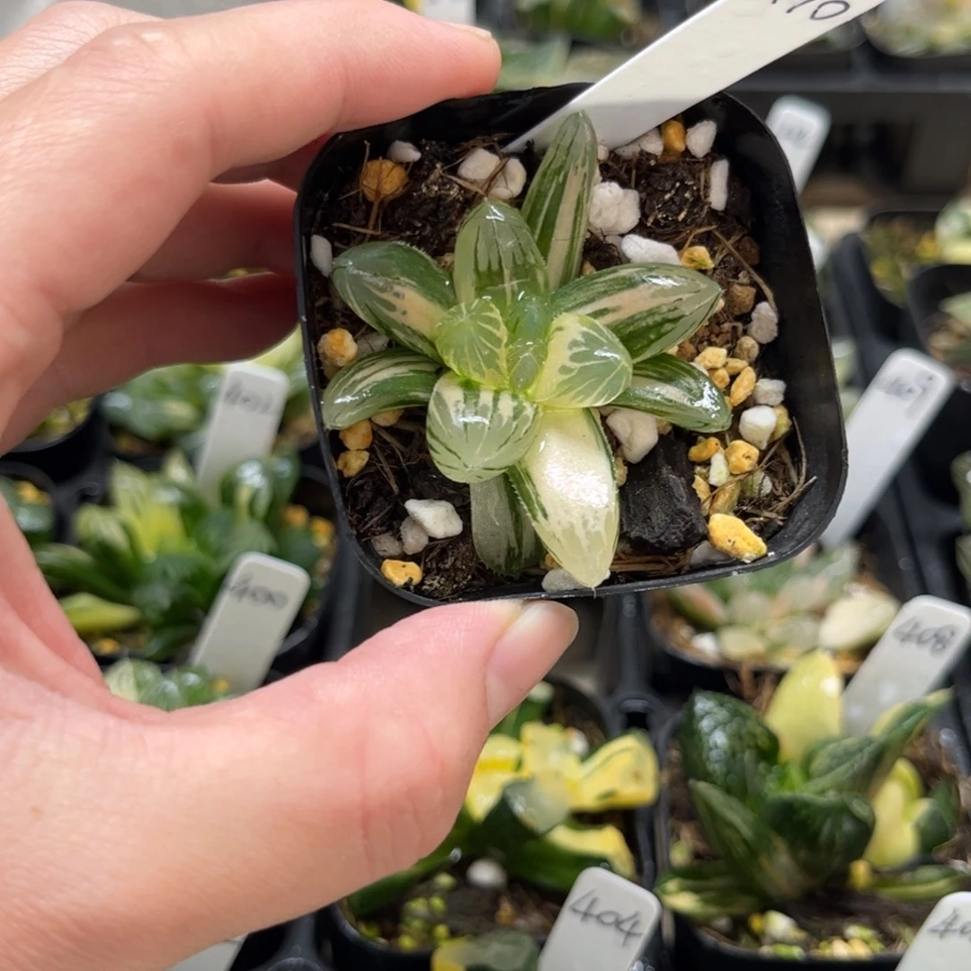 410OM玉露锦一物一拍