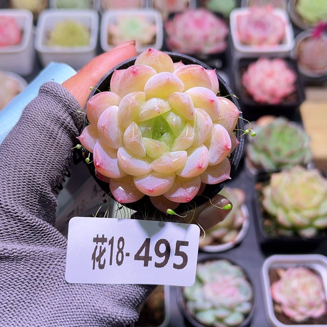 花18-495新品单头