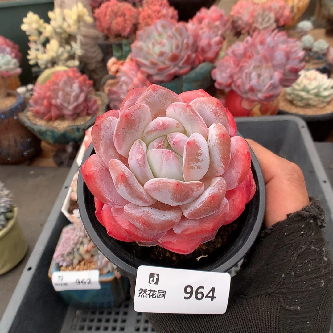964粉多肉植物6666
