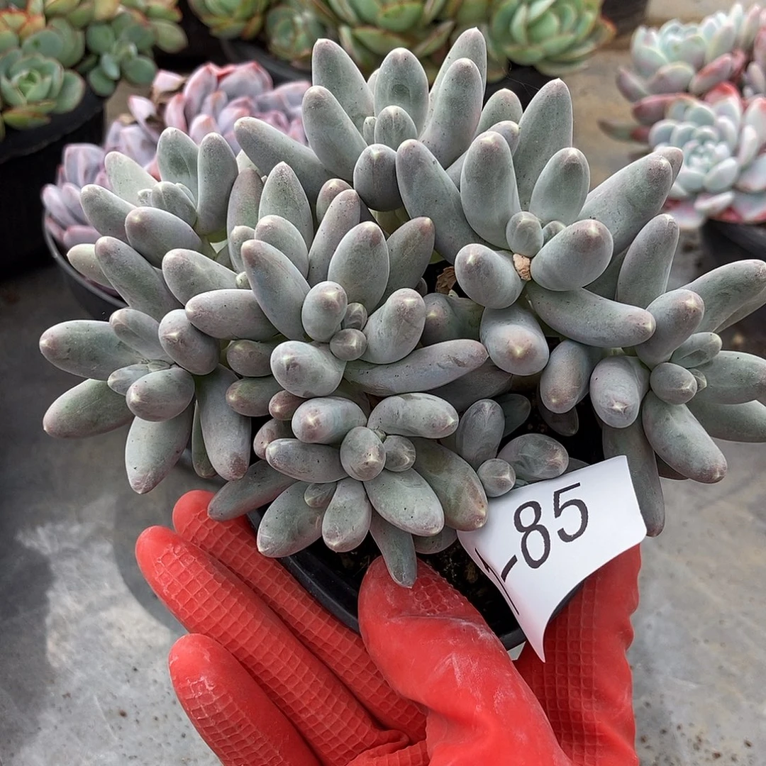 1-85乌拉奶一物一拍