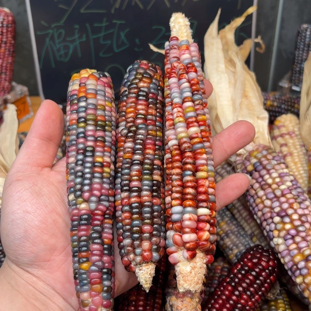 柏香籽/百香籽吊坠遗*