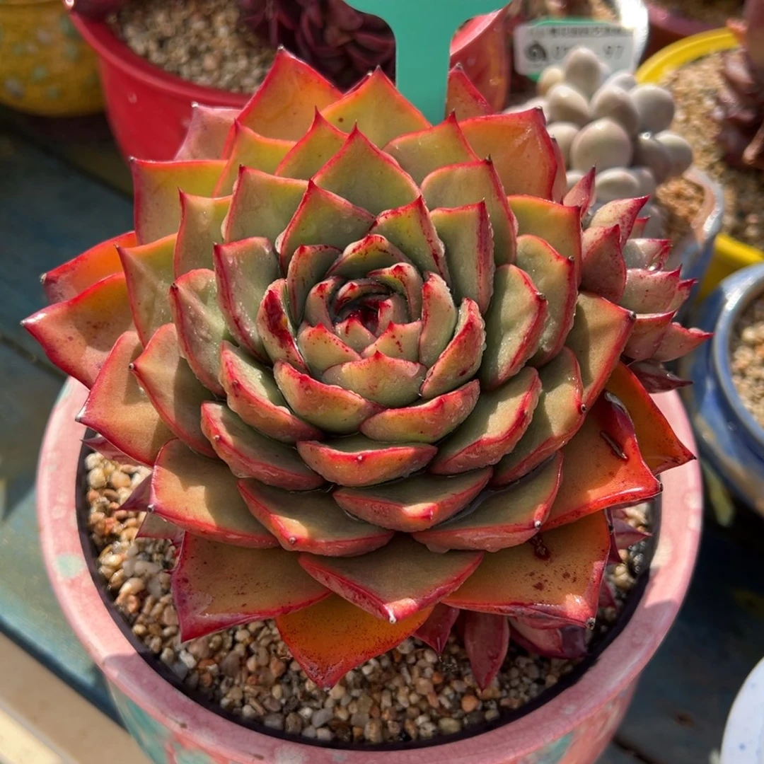 从前慢多肉精选编号0117.98