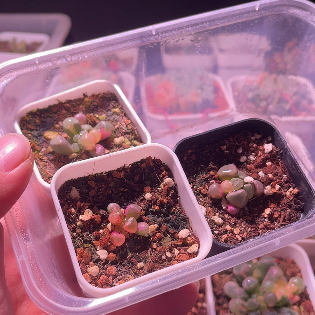 佛***丫五十玲玉锦特价包邮
