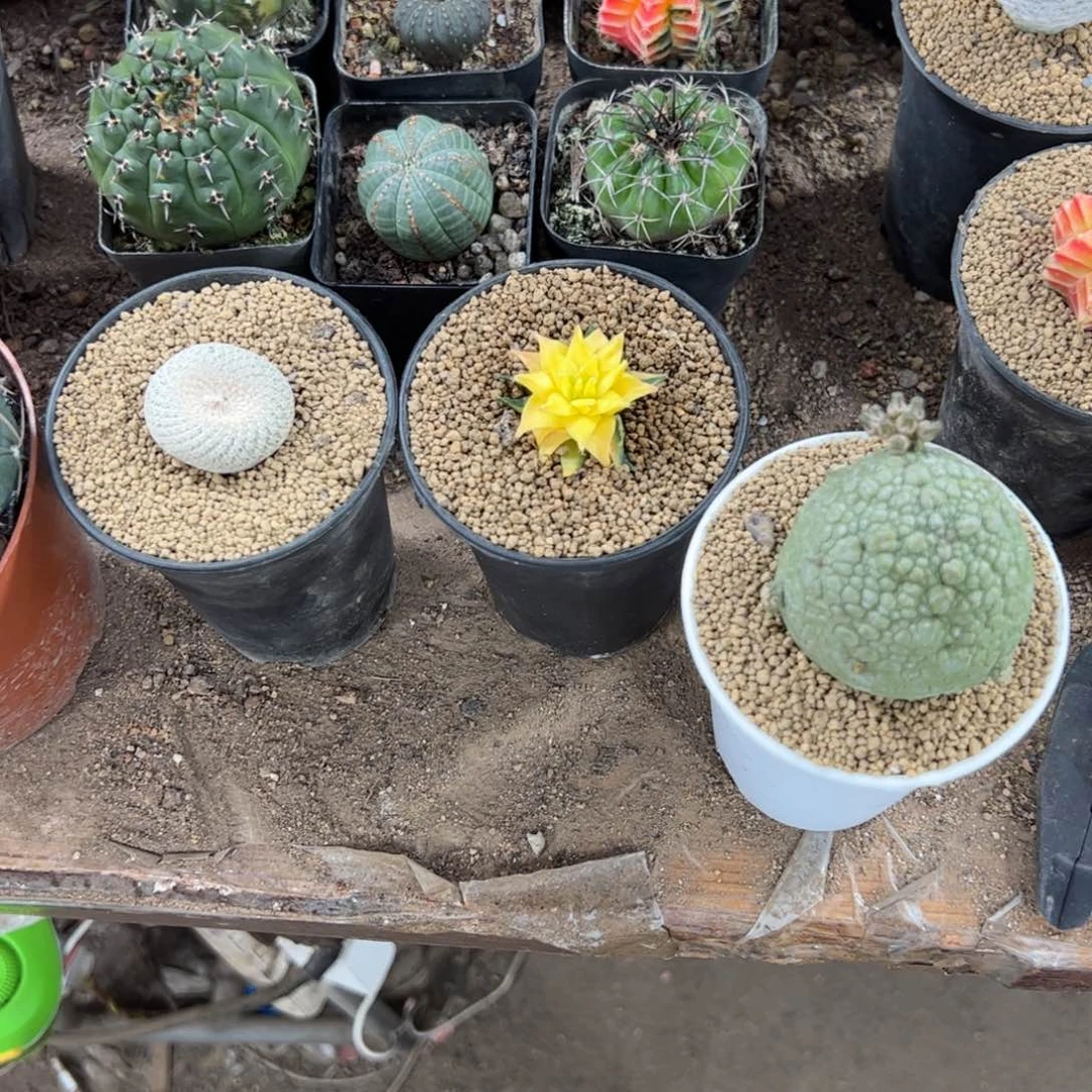 ****儿333333333333333333