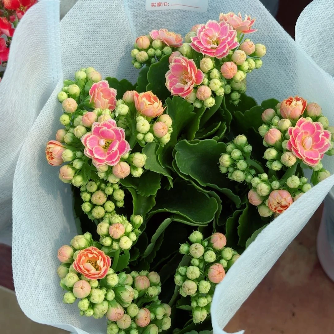 A287大彩蝶长寿花一颗