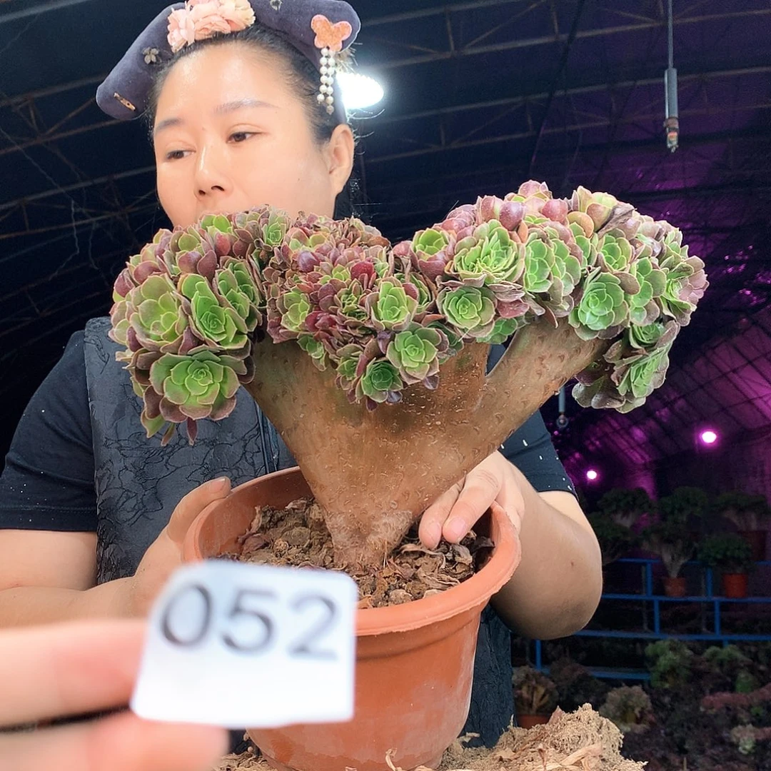 柒哥多肉法师不包侧断枝52