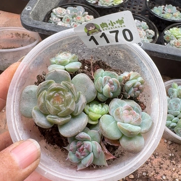 多肉植物多肉植物