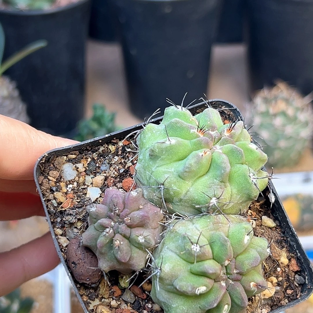 无花朵紫肌素妆玉群一颗