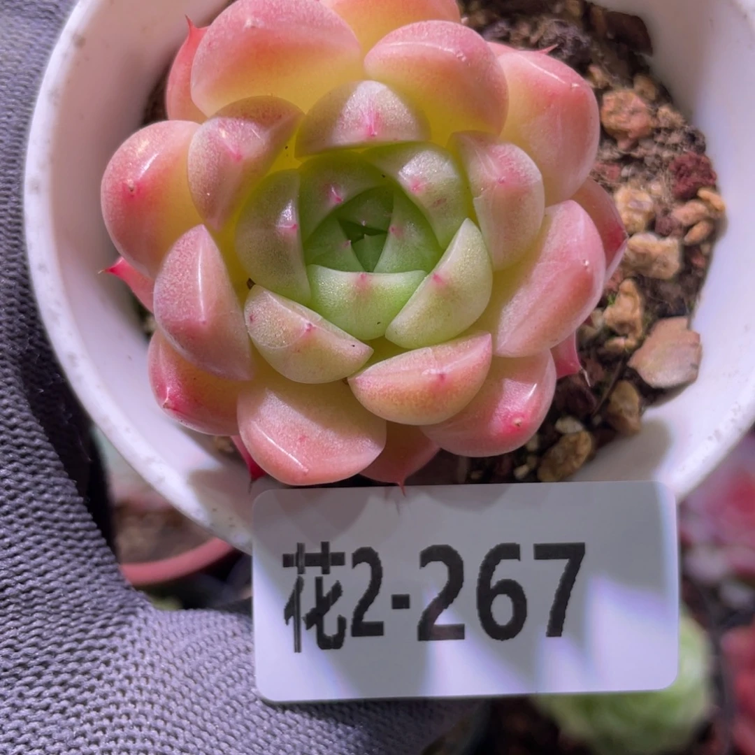 花利美2-267麦秆