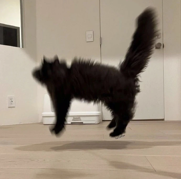 猫罐头 三枚
