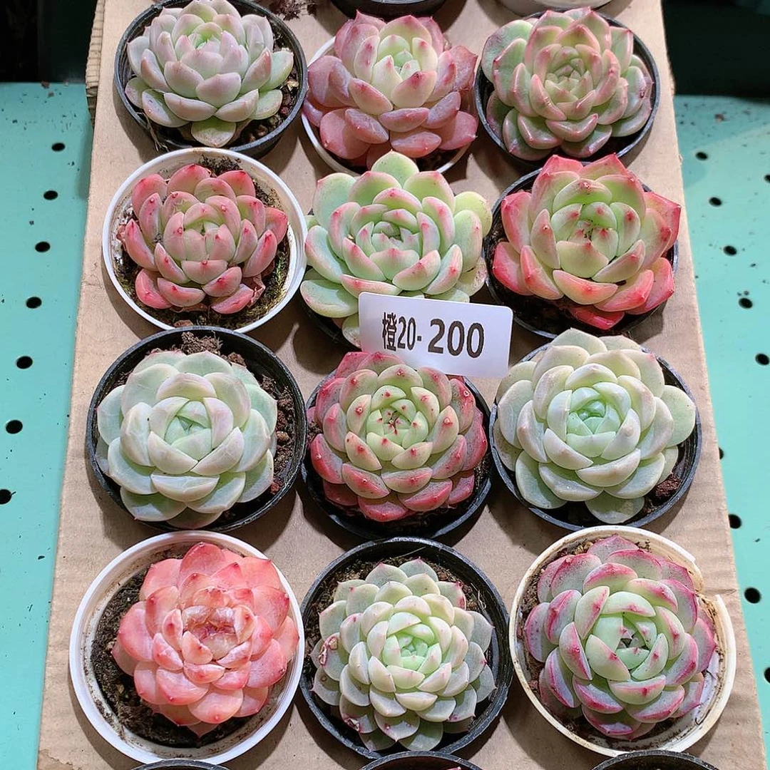 20-200一物一拍带盆18颗。